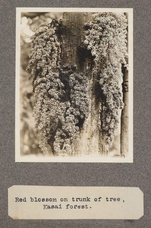 Red blossom on trunk of tree, Kasai forest