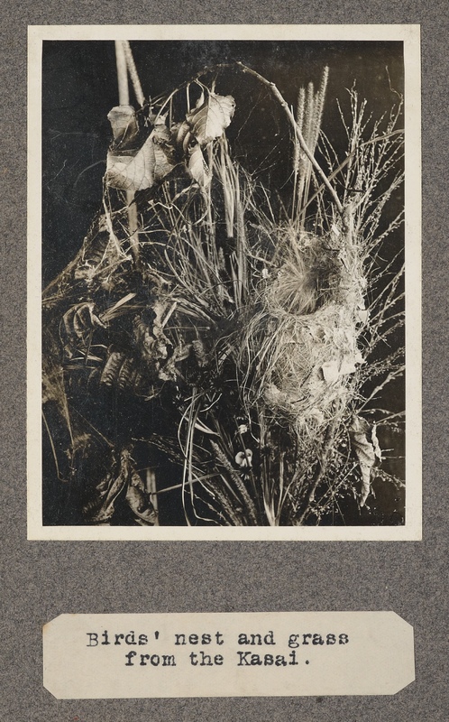 Birds' nest and grass from the Kasai