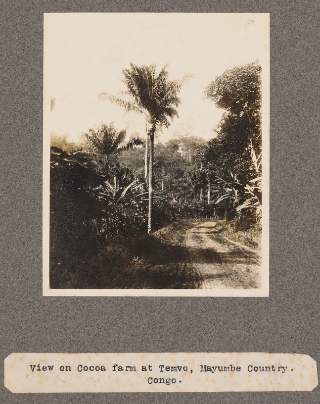 View of Temvo Cocoa Plantation, Mayumbe Country. Congo