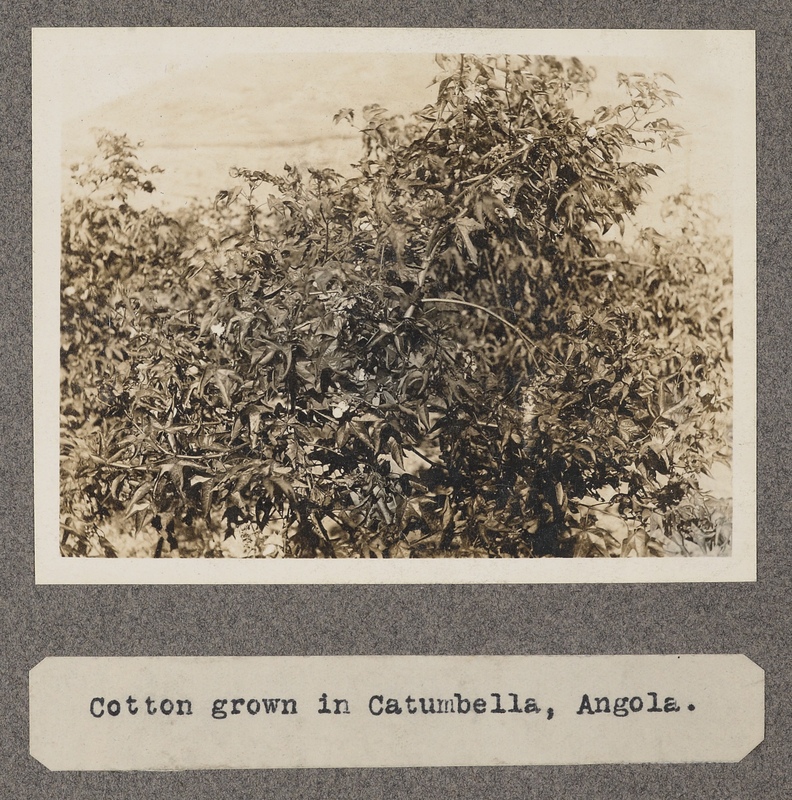 Cotton grown in Catumbella, Angola