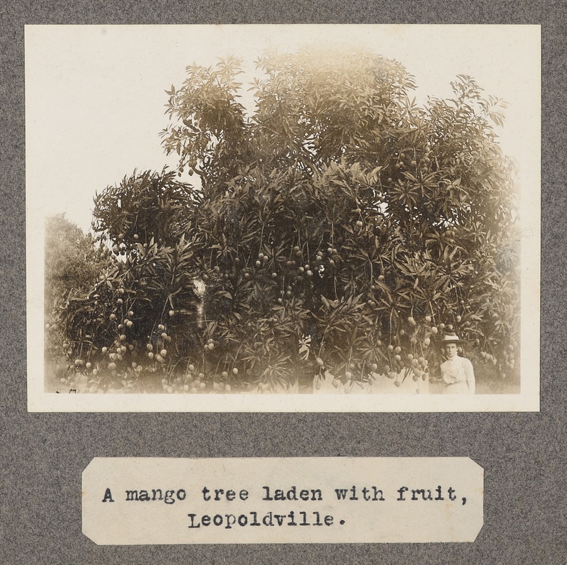 A mango tree with fruit Leopoldville