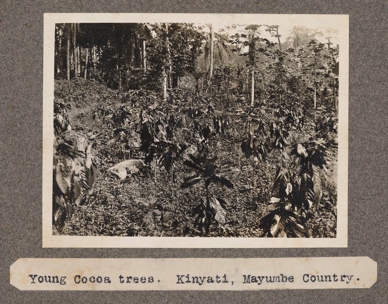 Young Cocoa trees, Kinyati, Mayumbe country.