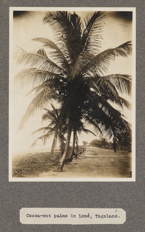 Cocoa-nut palms in Lomé, Togoland