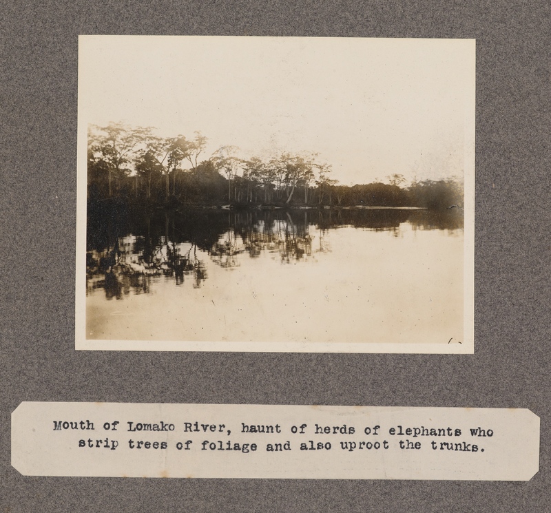 Mouth of Lomako River, haunt of herds of elephants who strip trees of foliage and also uproot the trunks