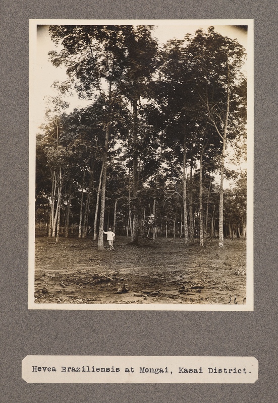 Hevea braziliensis at Mongai, Kasai District