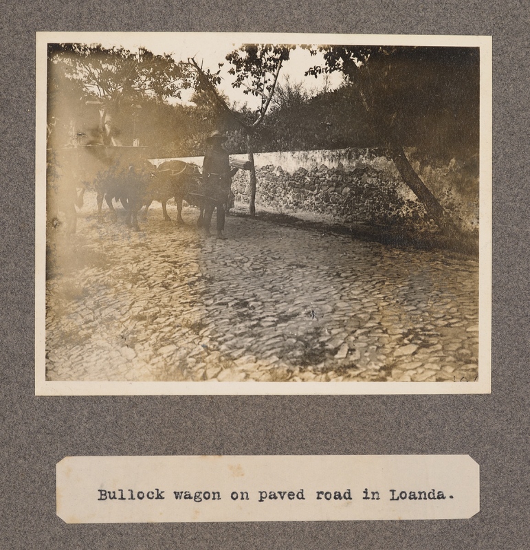 Bullock wagon on paved road in Loanda