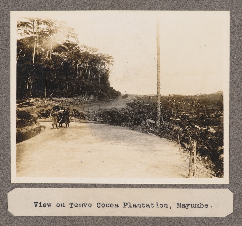 View of Temvo Cocoa Plantation, Mayumbe