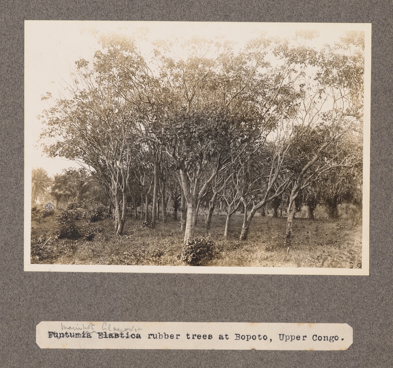 Manihot glaziovii rubber trees at Bopoto, upper Congo