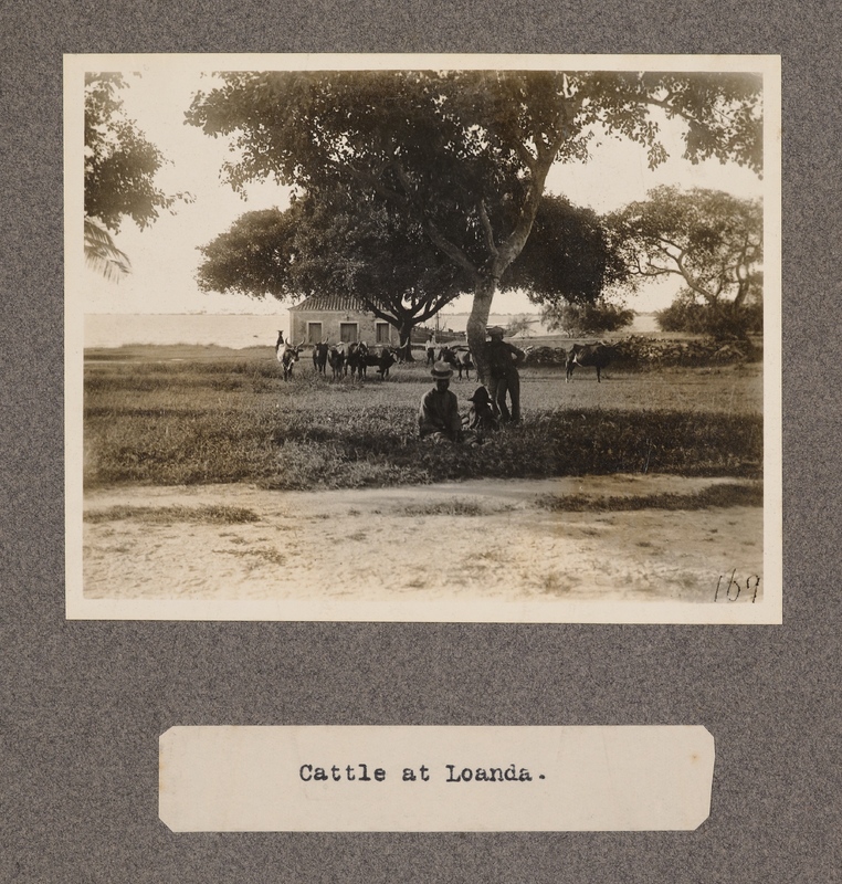 Cattle at Loanda