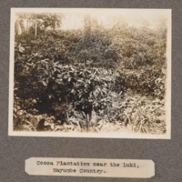 Cocoa plantation near the Luki, Mayumbe Country