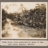 Young Cocoa trees proptected by shade of Paw-paw trees, Kinyati, Mayumbe