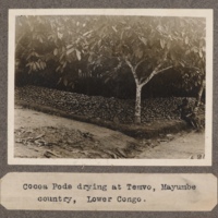 Cocoa pods drying at Temvo, Mayumbe country, Lower Congo