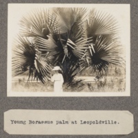 Young Borassus palm at Leopoldville