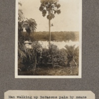 Man walking up Borassus palm by means of loop of forest cane.