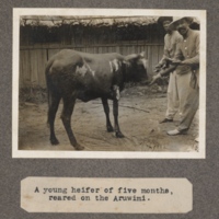 A young heifer of five months, reared on the Aruwimi