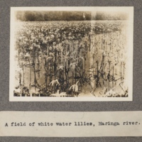 A field of white water-lilies, Maringa River