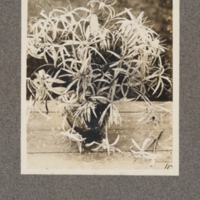 A bowl of white water-lilies, Maringa