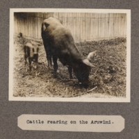 Cattle rearing on the Aruwimi