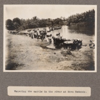 Watering the cattle in the river at Novo Redondo