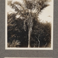 Flowering palm at Lukolela, upper Congo