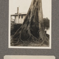 Palm tree in grip of parasite, Kasai River