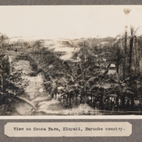 View of Cocoa Farm, Kinyait, Mayumbe country.