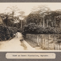 View of Temvo Plantation, Mayumbe.