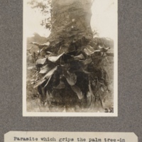 Parasite which grips the palm tree – in its early stage