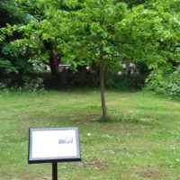 2007 Leyton and Leytonstone Bicentenary Oak Tree.jpg