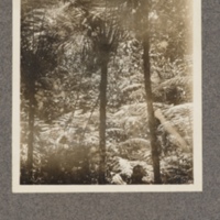 Tree ferns, Ikelemba forest