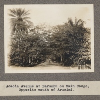 Acacia avenue at Barumba on main Congo. Opposite mouth of the Aruwimi