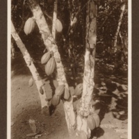 Cocoa pods growing, San Tomè