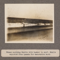 Woman catching shells with basket in surf. Shells exported from Loanda for decorative work