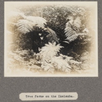 Tree ferns on the Ikelemba