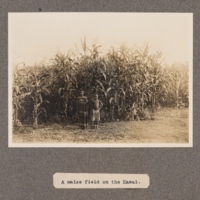 A maize field on the Kasai