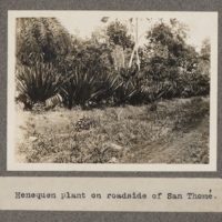 Henequen plant on roadside of San Thomé