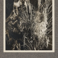 Birds' nest and grass from the Kasai