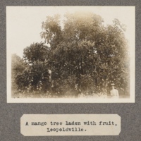 A mango tree with fruit Leopoldville