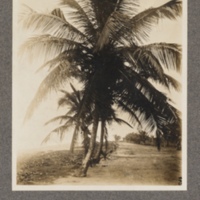 Cocoa-nut palms in Lomé, Togoland