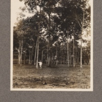 Hevea braziliensis at Mongai, Kasai District