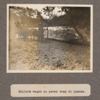 Bullock wagon on paved road in Loanda