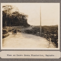 View of Temvo Cocoa Plantation, Mayumbe