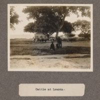 Cattle at Loanda